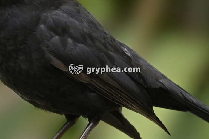 Merle noir - Plumage (Turdus merula) - gryphea.org